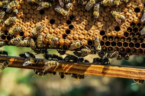 A Vaccine For Honeybees? thumbnail