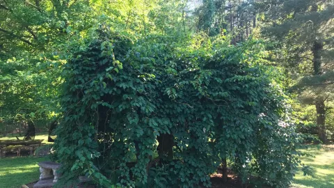 What Is A Food Forest? thumbnail