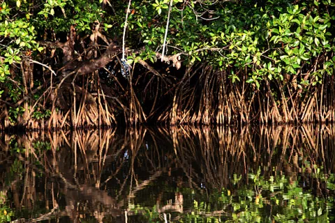 Sri Lanka Protects Its Mangroves thumbnail