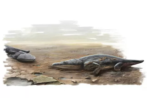 Giant Prehistoric Salamanders Found thumbnail