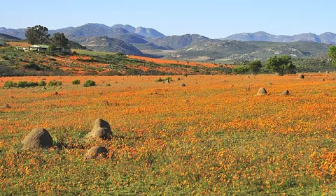 World's Oldest Termite Mound Discovered thumbnail