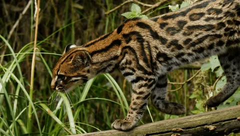 Exciting New Species Discovered thumbnail