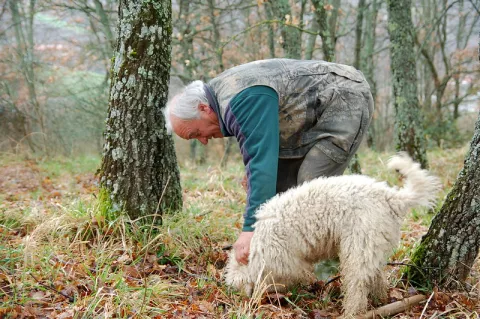The Changing Art Of Truffle Hunting thumbnail