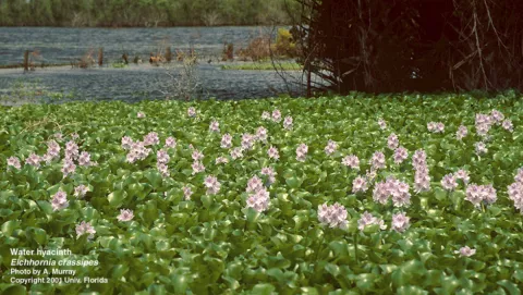 A Report On Invasive Species thumbnail